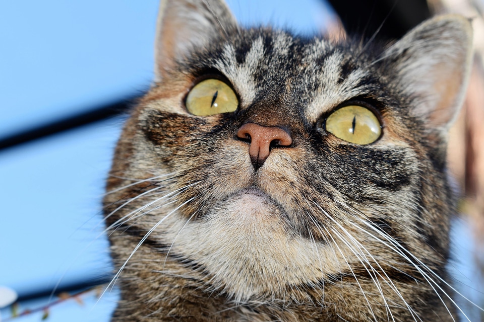 Adorable animal cat