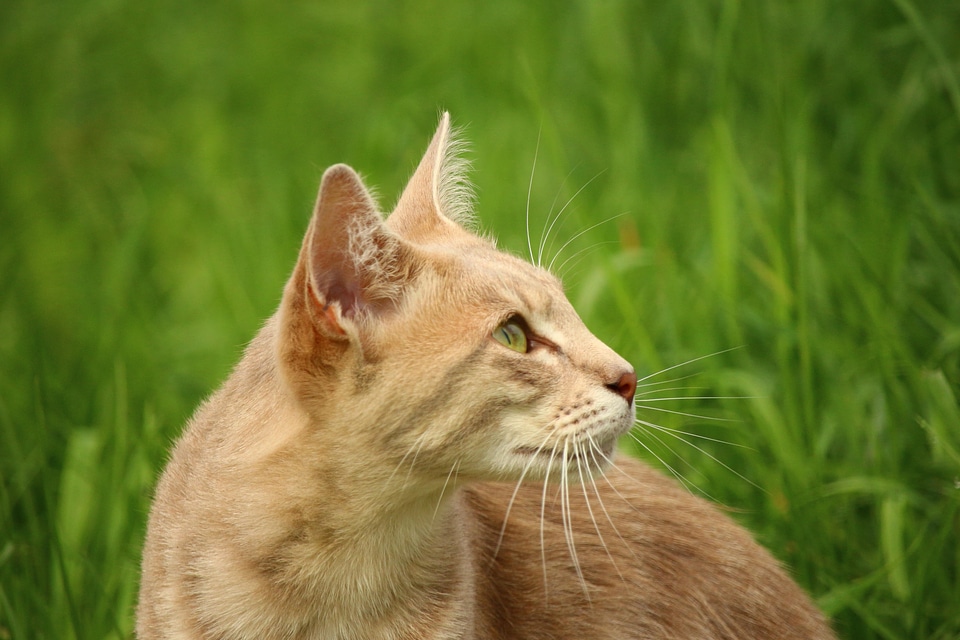 Animal beautiful photo cat
