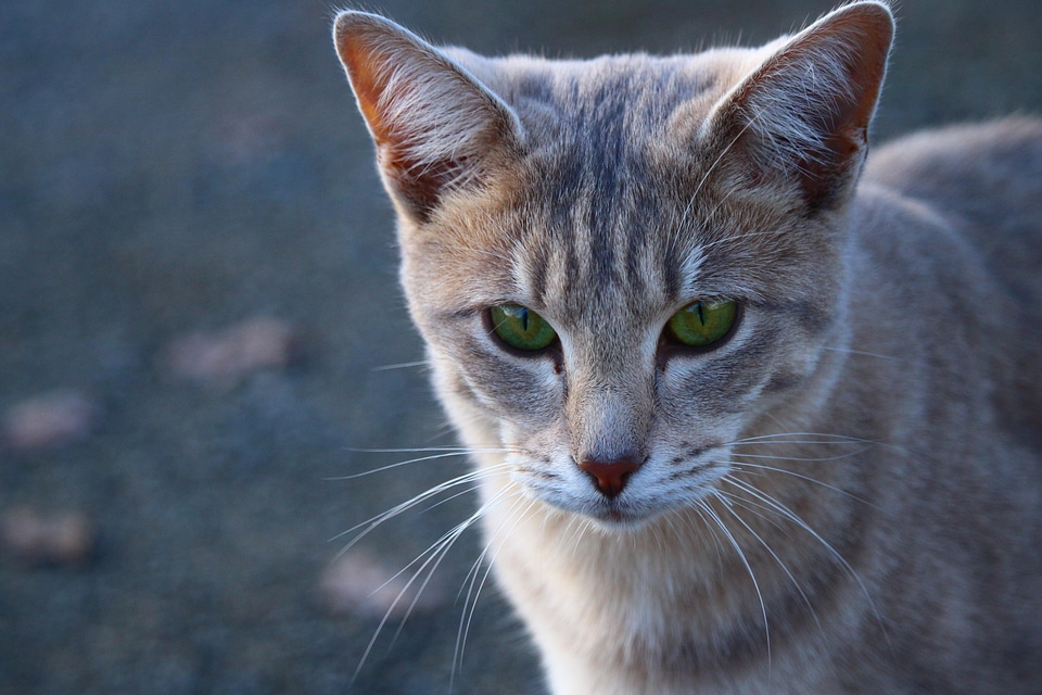 Animal beautiful photo cat