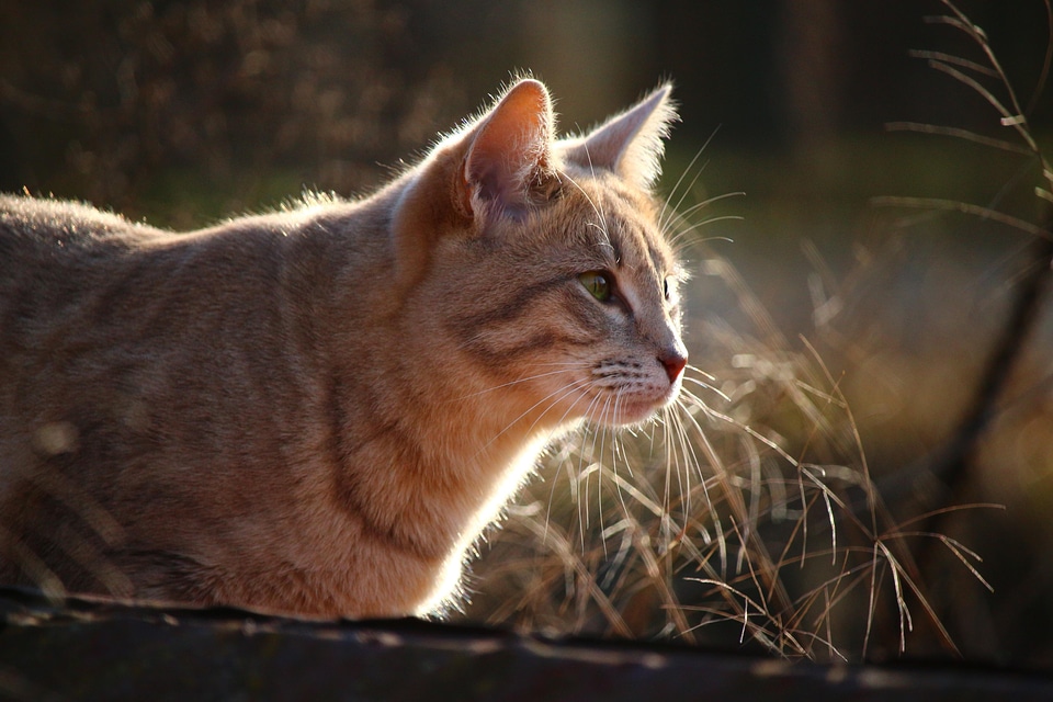 Adorable animal animals
