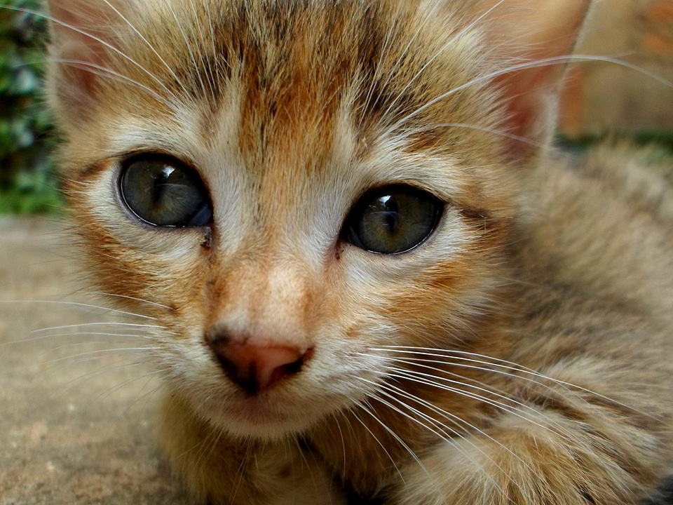 Adorable animal cat