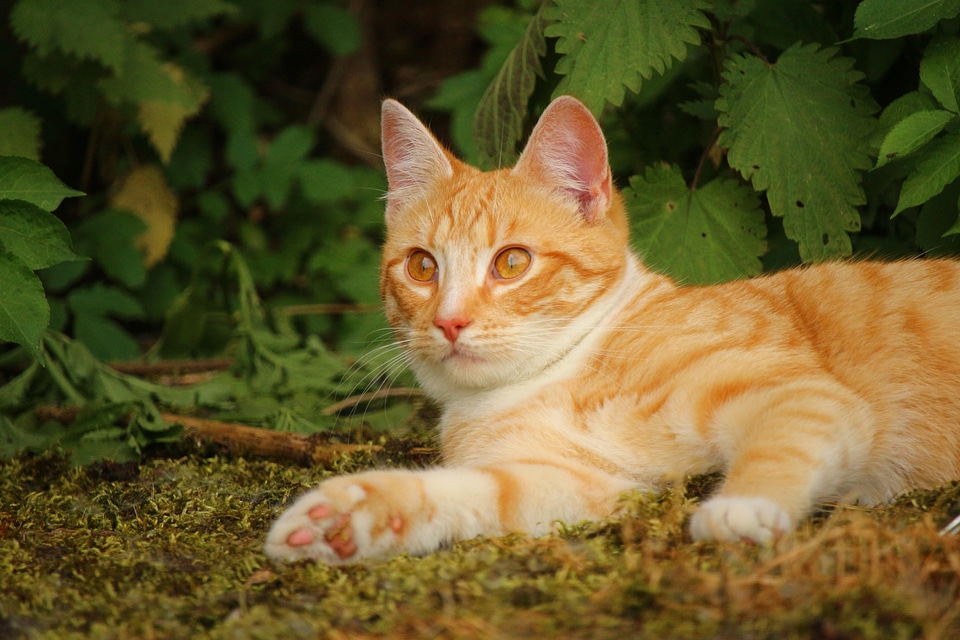 Adorable animal cat