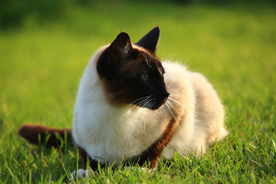 Animal beautiful photo cat