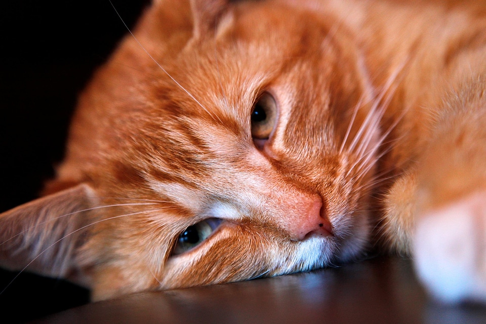 Animal beautiful photo cat