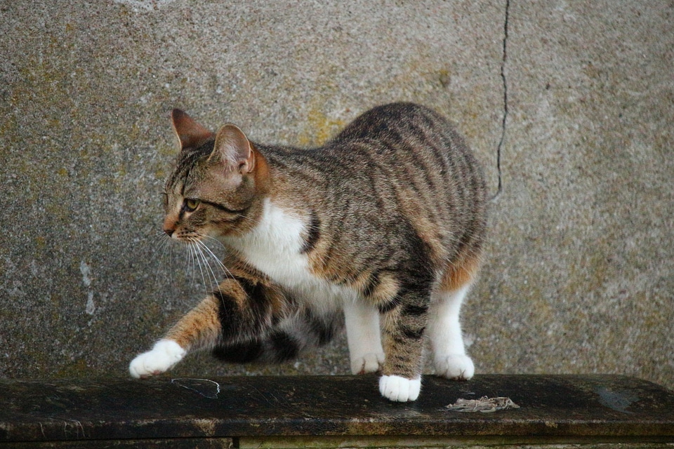 Animal asphalt cat