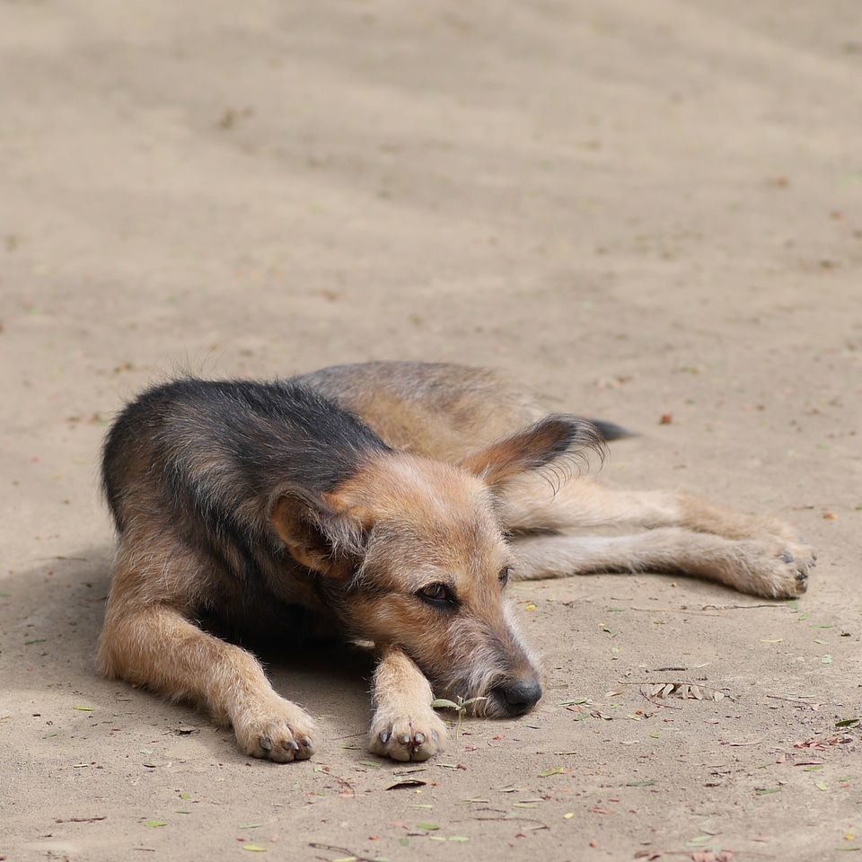 Wild concerns tired