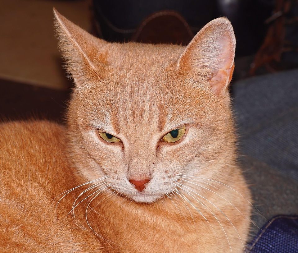 Adorable animal cat