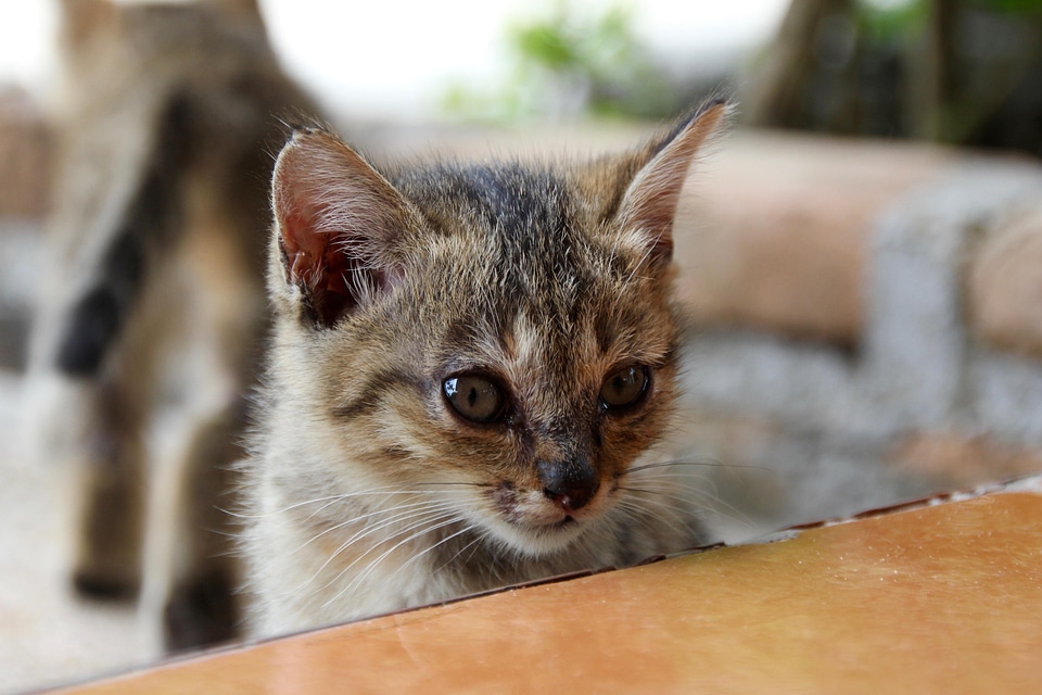 Adorable animal cat