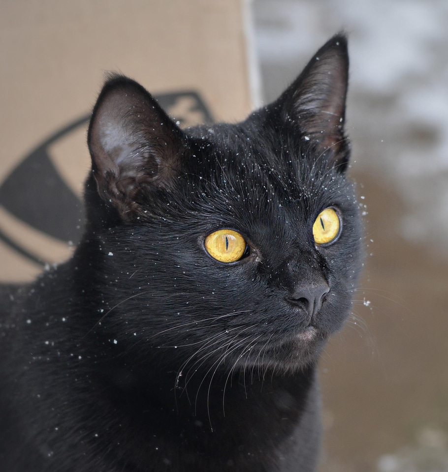 Animal black cat