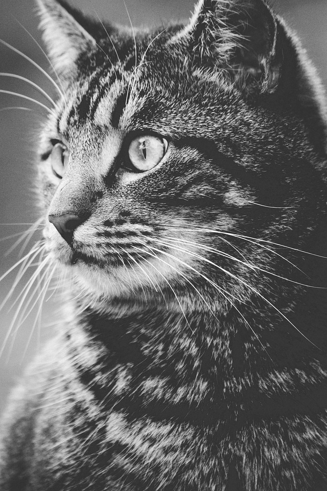Animal black and white cat