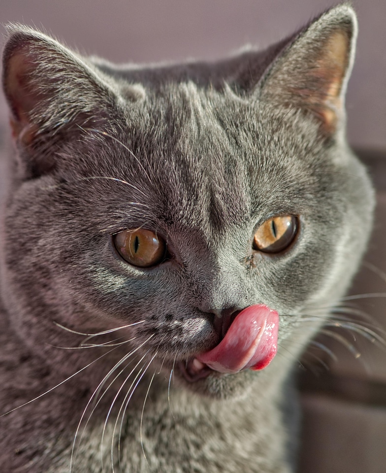 Adorable animal cat