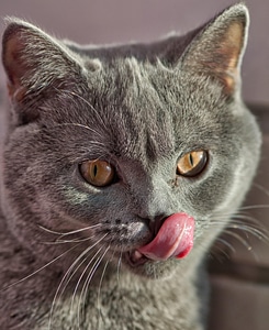 Adorable animal cat
