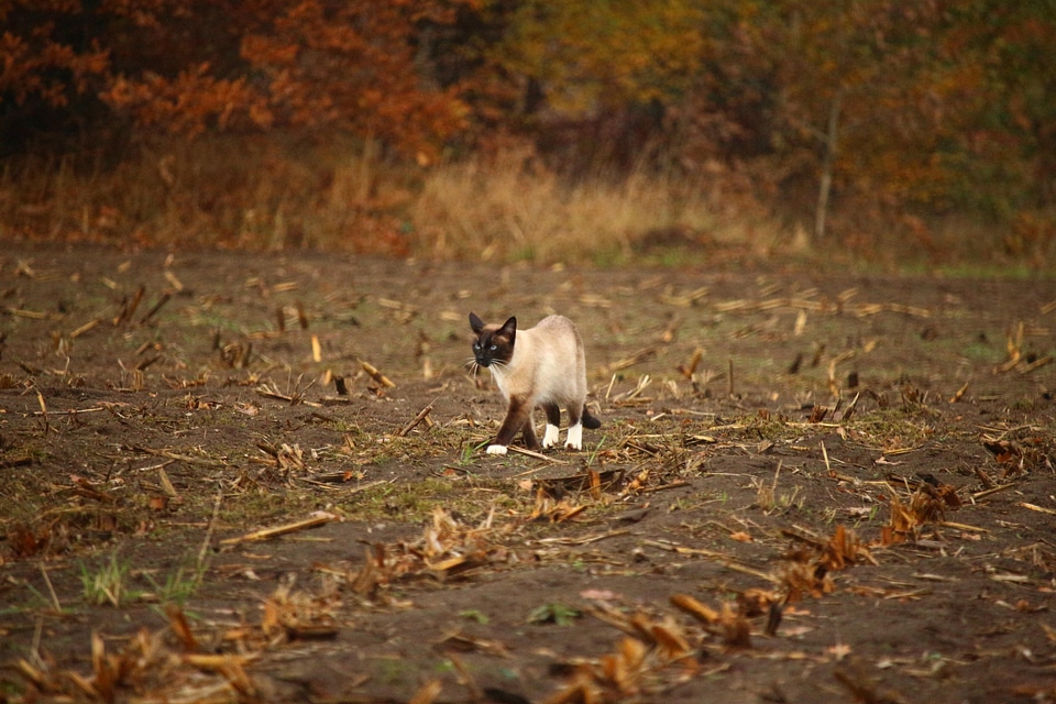 Agriculture animal cat
