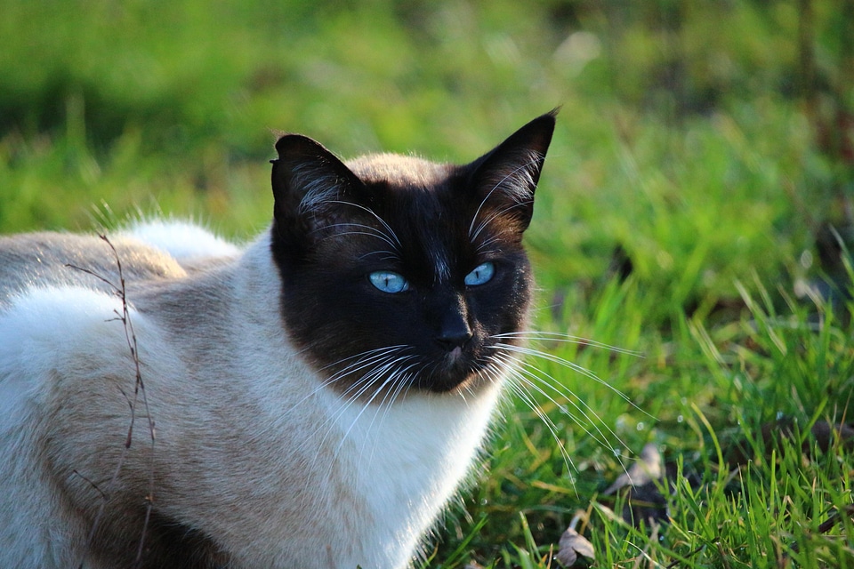 Animal beautiful photo cat