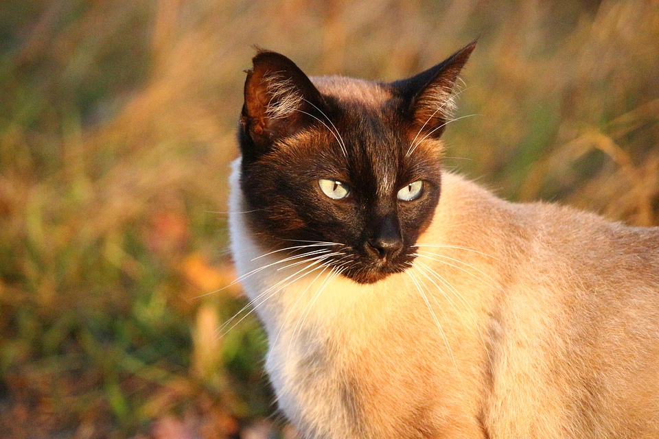 Animal beautiful photo cat