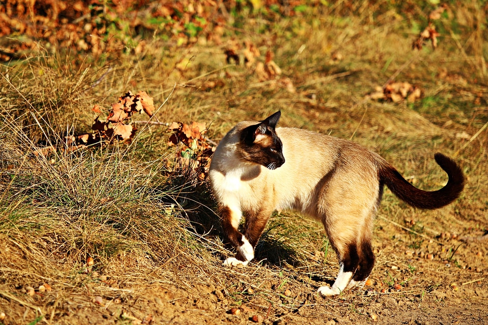 Animal canine carnivore