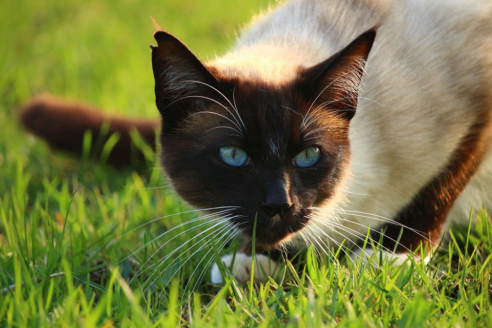 Animal beautiful photo cat