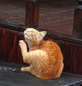 Animal cat claw