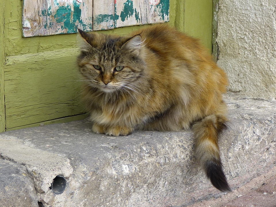 Animal animals cat