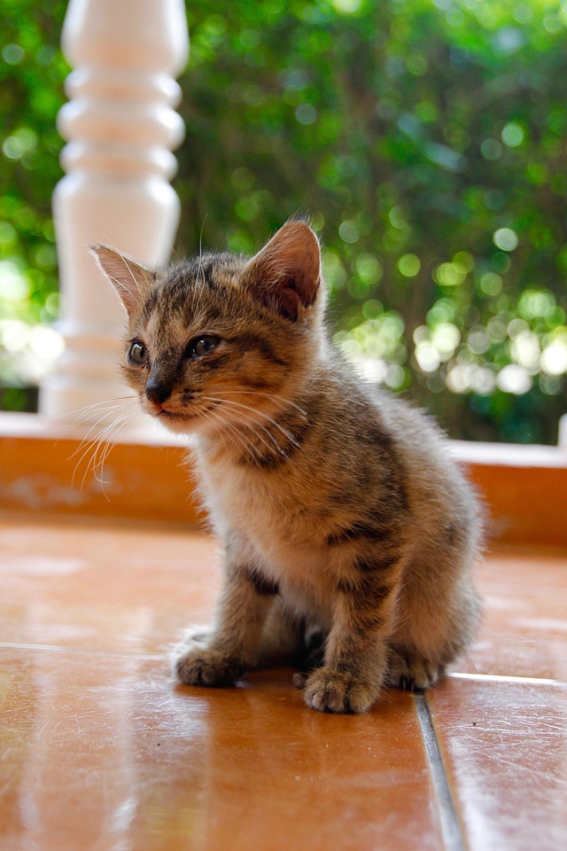 Animal animals cat