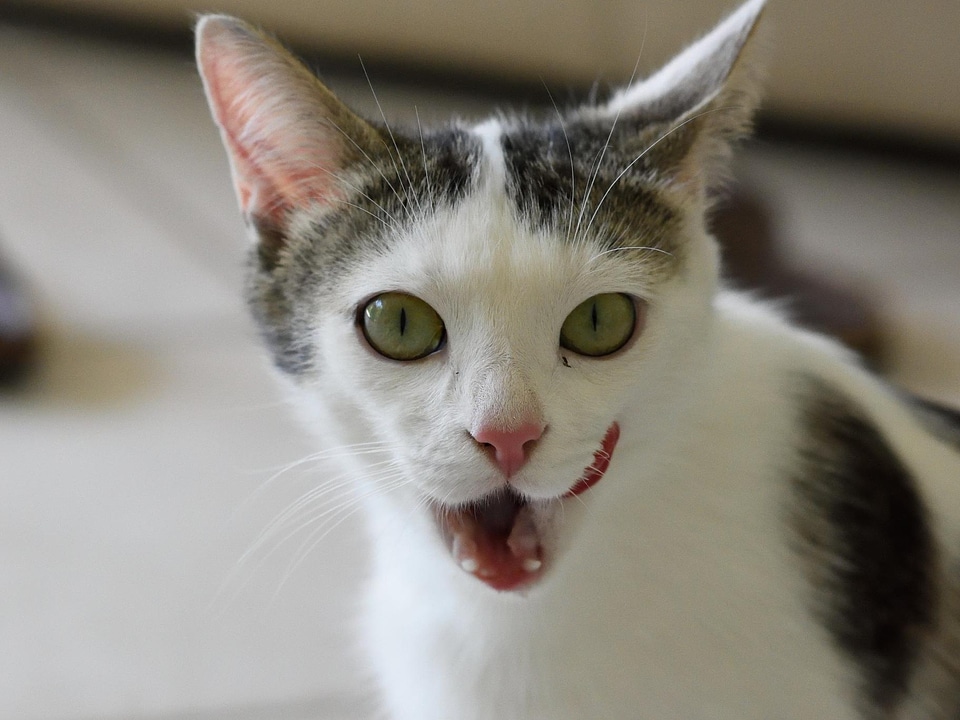 Adorable animal cat