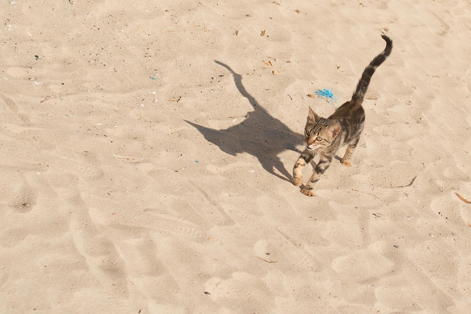 Animal beach cat