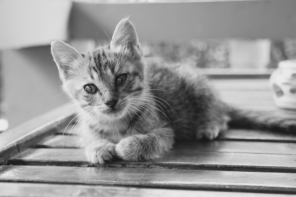 Adorable animal animals