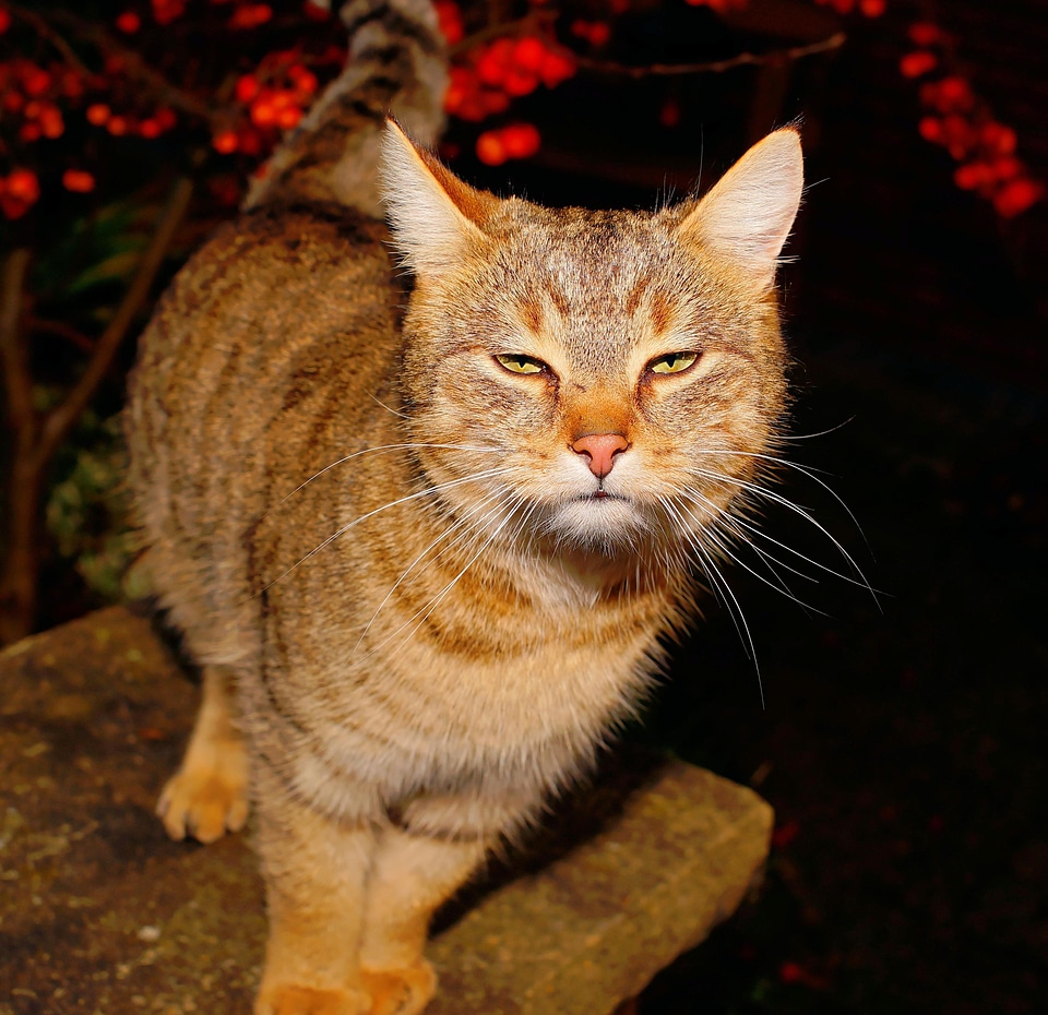 Adorable animal cat