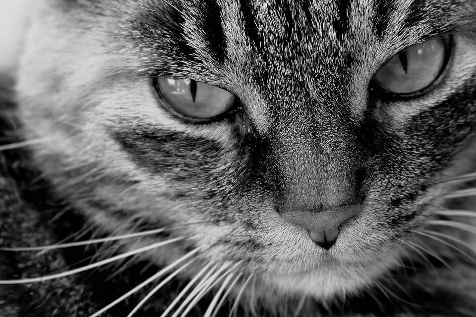 Adorable animal cat