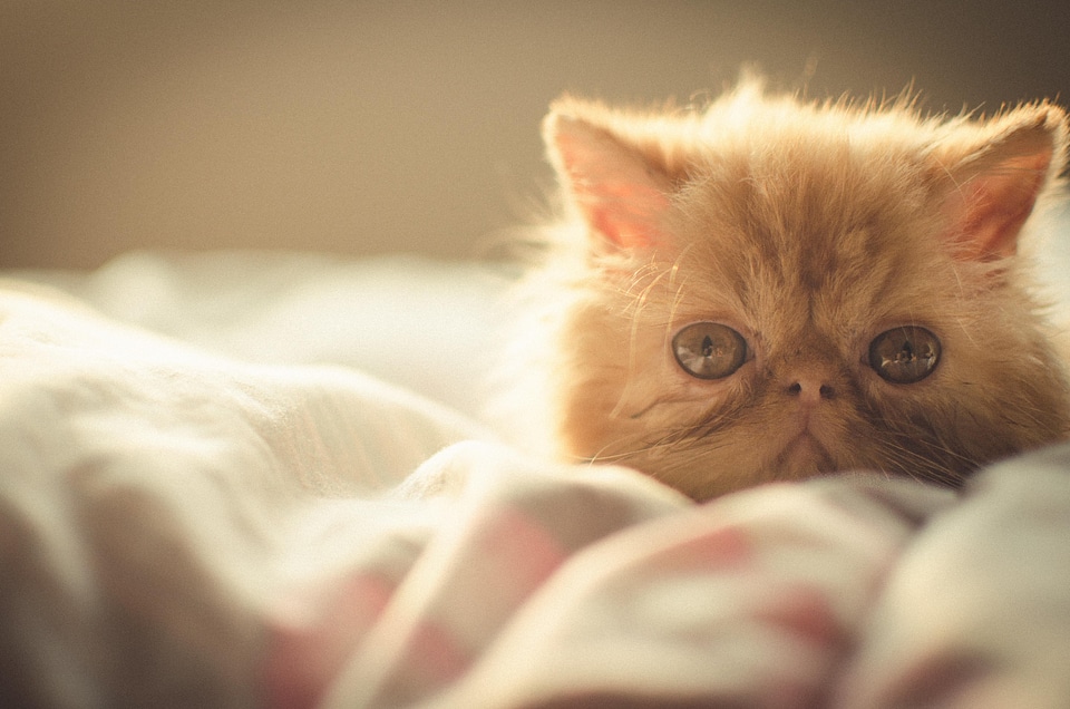 Adorable animal animals