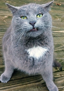 Adorable animal cat