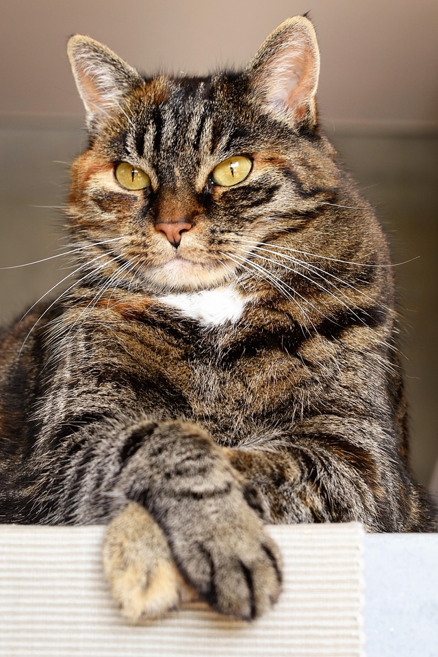 Adorable animal cat