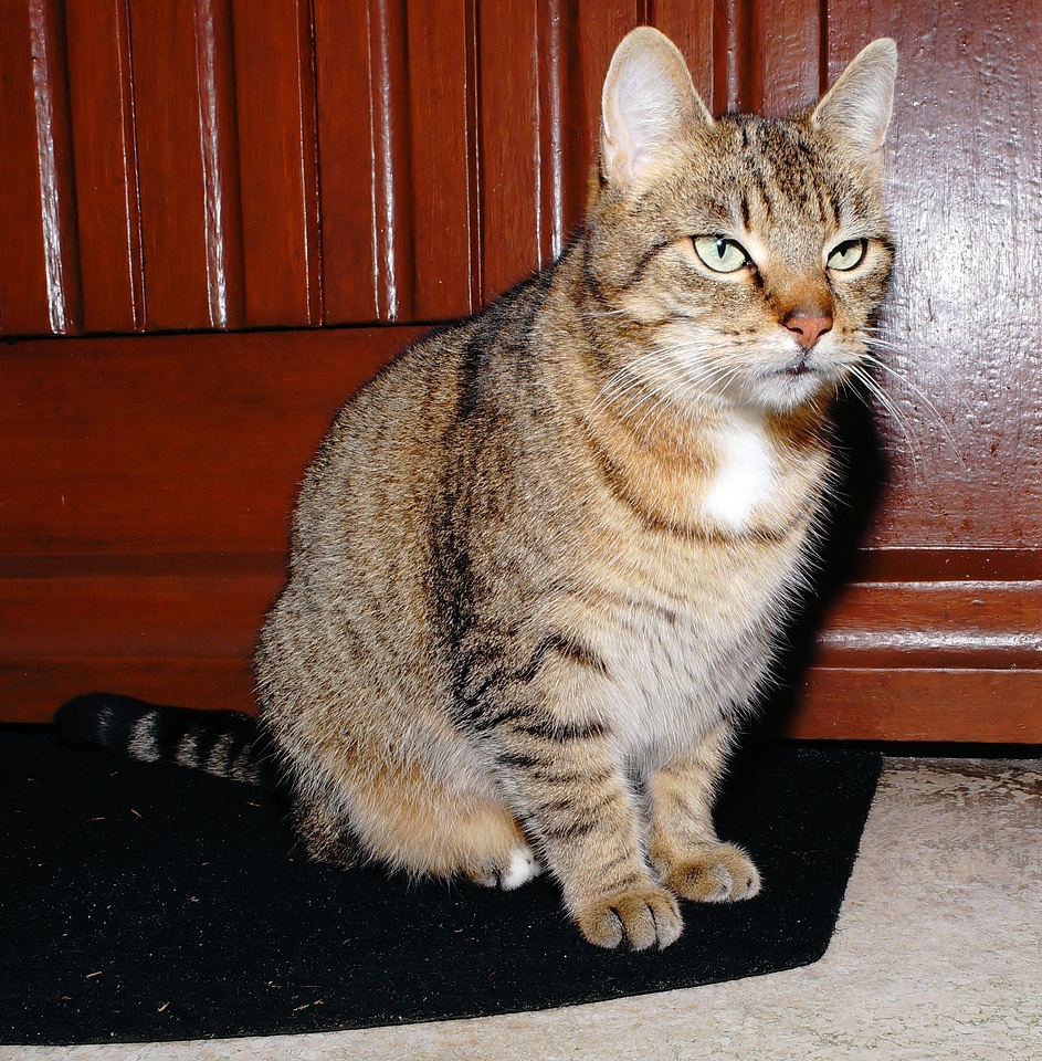 Adorable animal cat