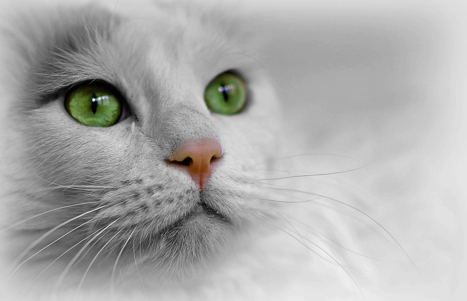 Adorable animal cat