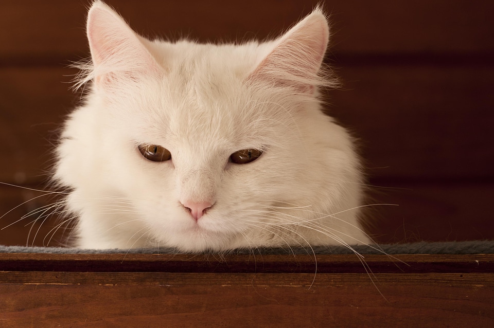 Animal animals cat