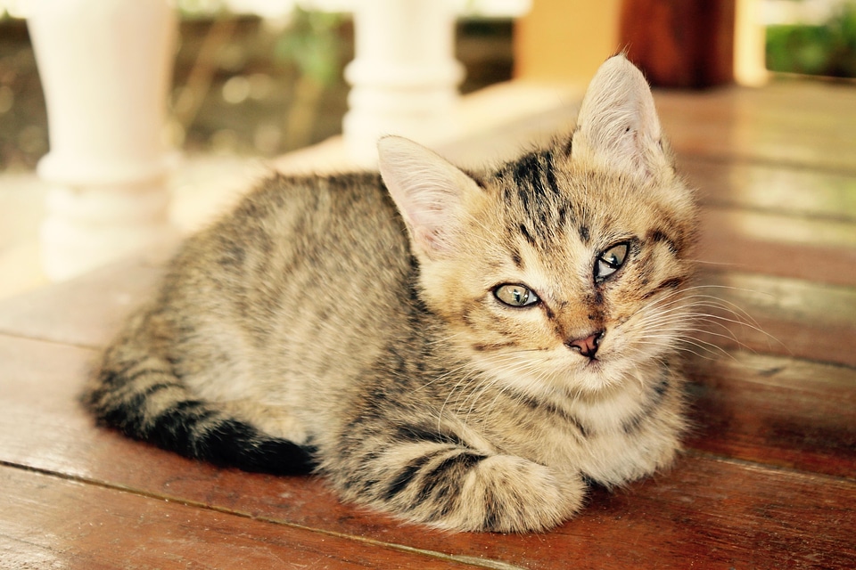 Adorable animal cat