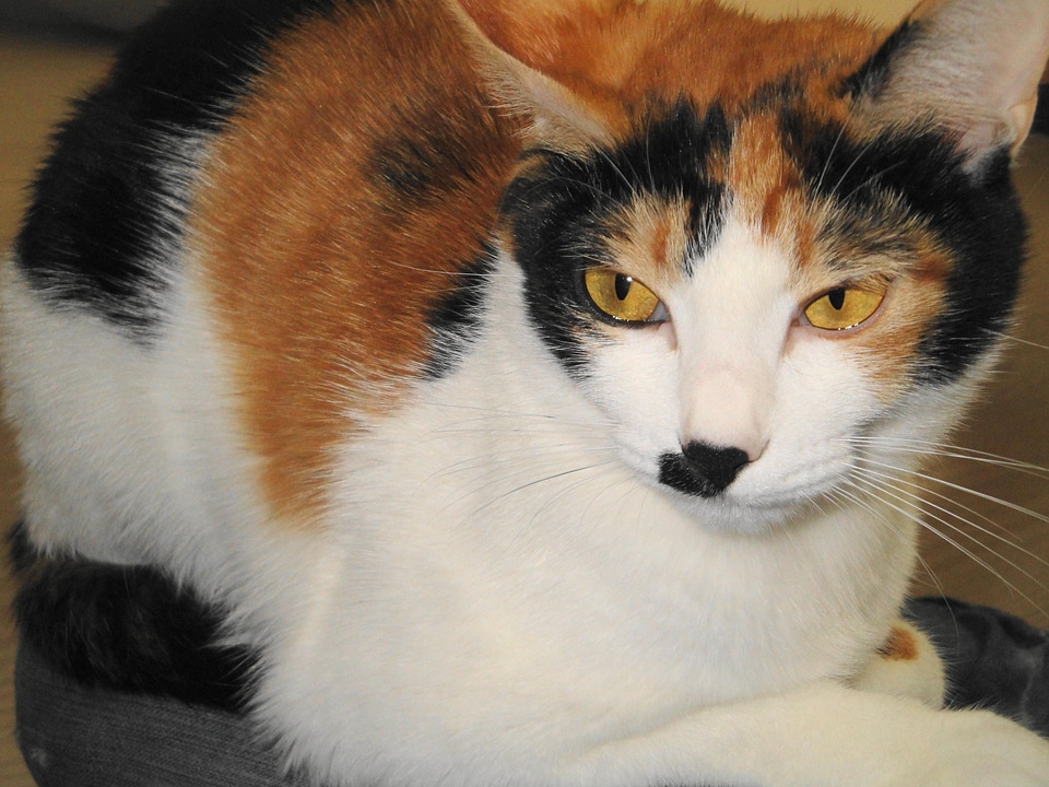 Adorable animal cat