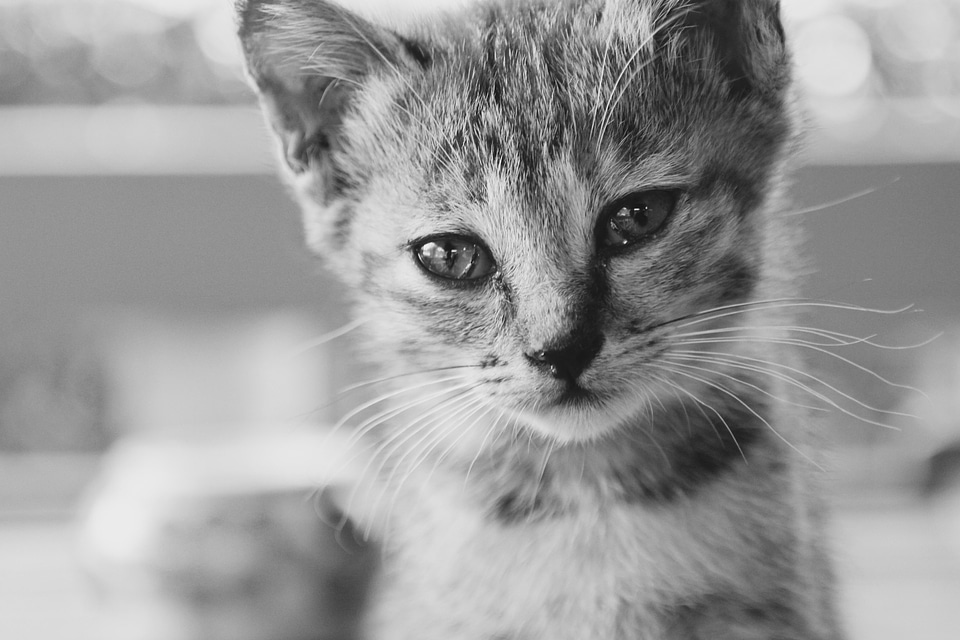 Adorable animal black and white