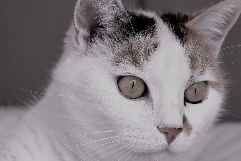 Adorable animal cat