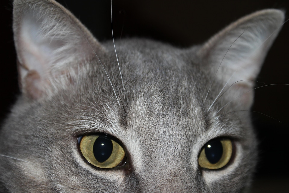 Adorable animal cat