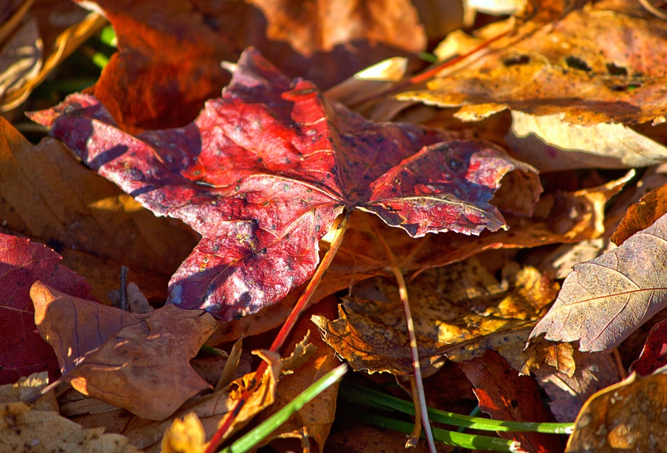 Red leaf autumn fall