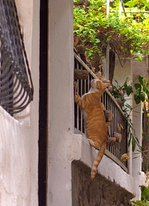 Animal cat claw