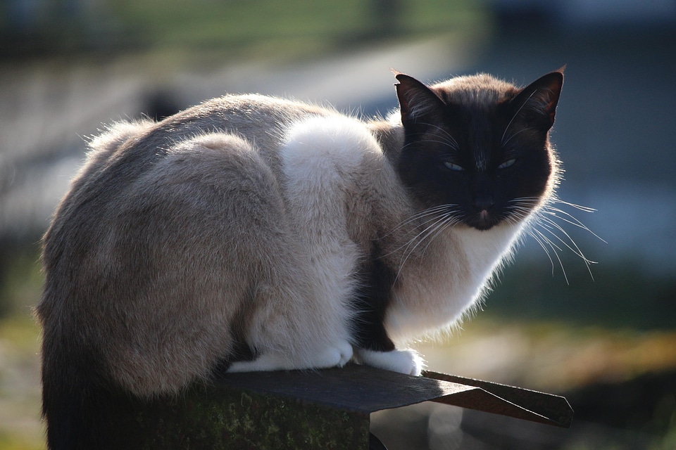 Animal cat claw