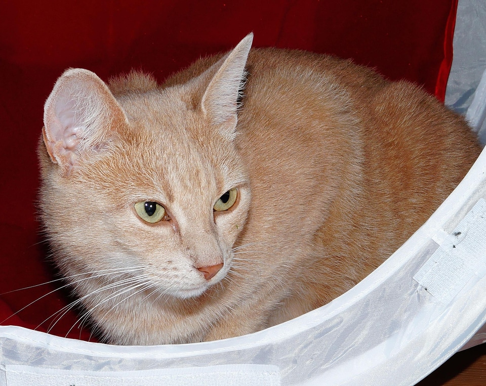 Animal basket cat