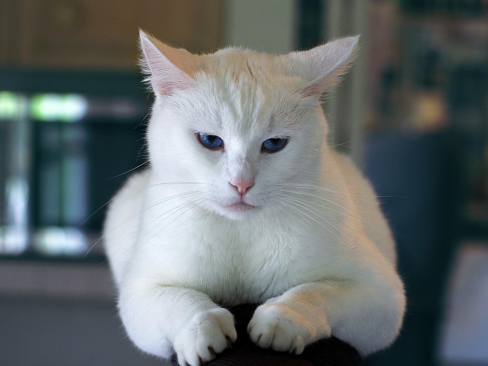 Adorable animal animals