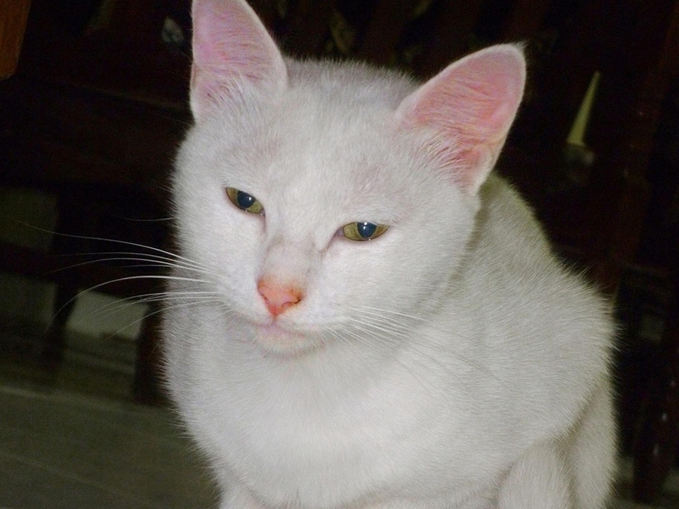 Animal animals cat