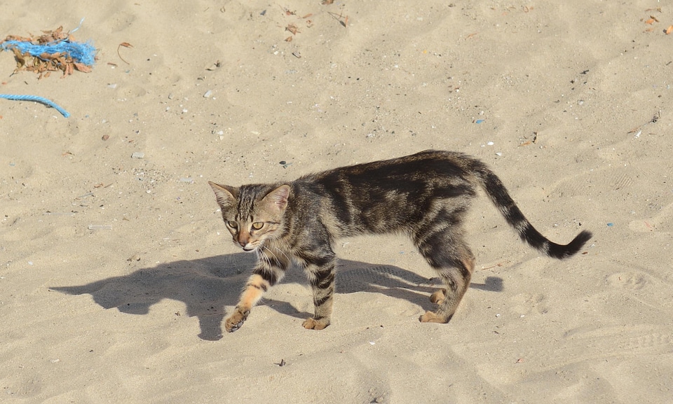 Animal cat claw