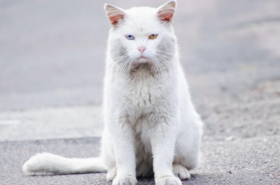 Adorable animal beautiful photo