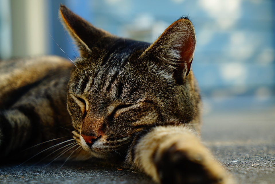 Animal cat claw