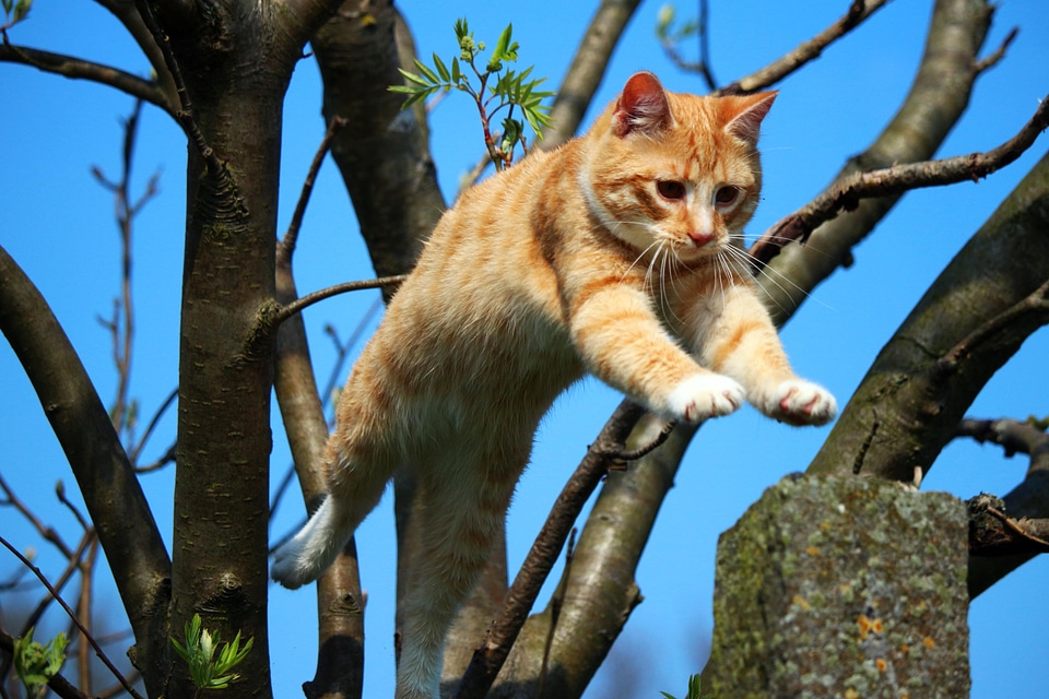 Animal cat claw